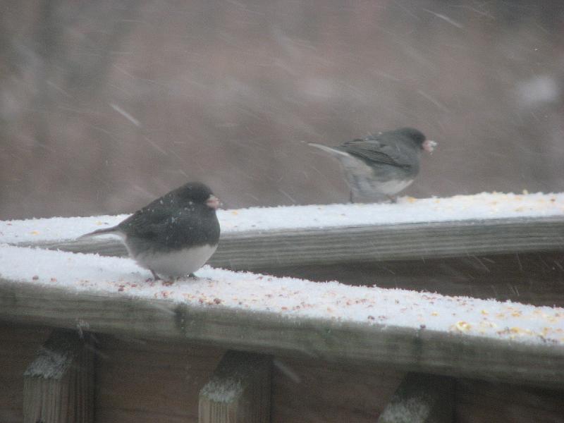 2008-12-20_Snow_Storm 022.jpg